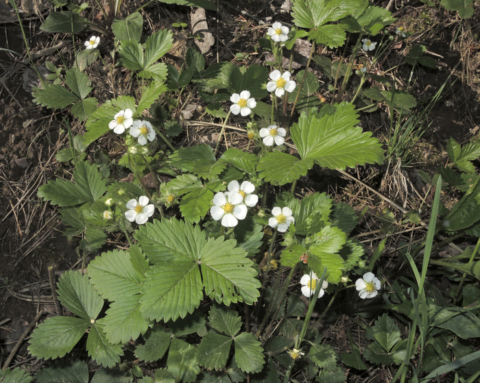��������� ������ (Fragaria vesca). ���� �. ����������.