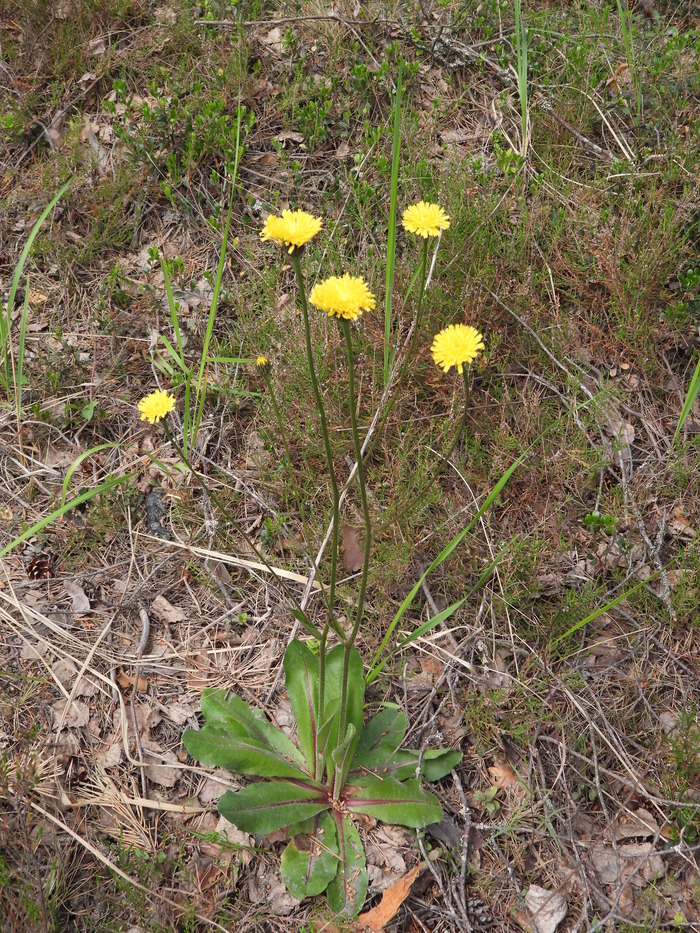 ��������� ��������� (Trommsdorffia maculata). ���� �. ����������.