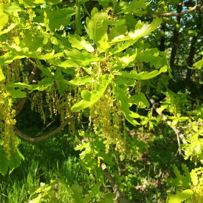 ��� ������