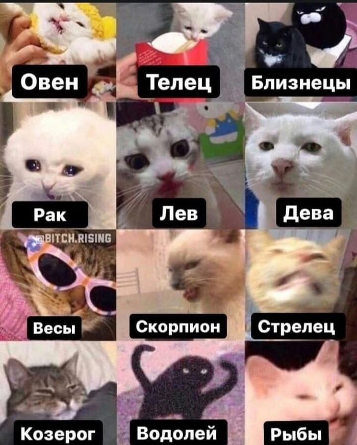 КОШИЧКИН ГОРОСКОП