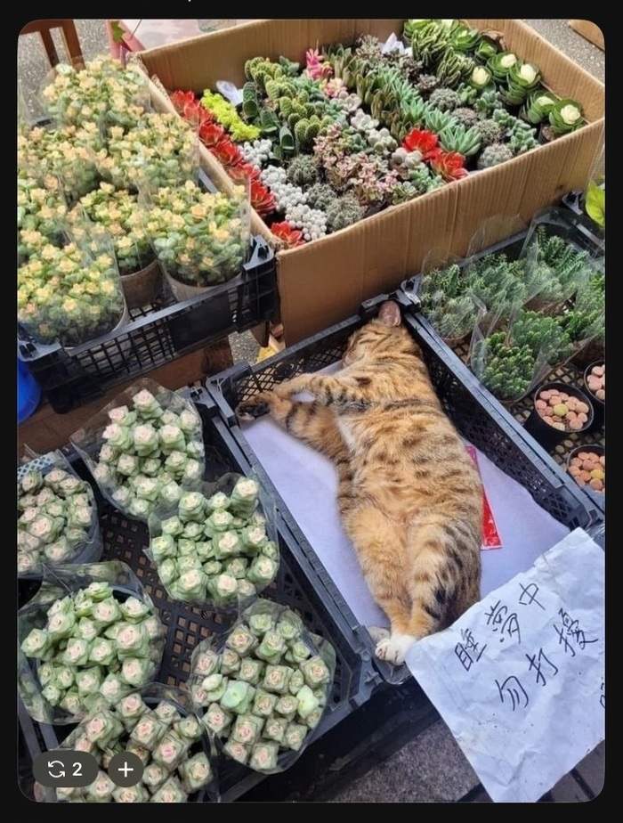 ��� ��� �� ���� ������ ?