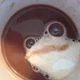 ������ ������������ TechnoToad