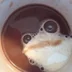 TechnoToad