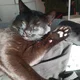 ������ ������������ GreenEyedCat77