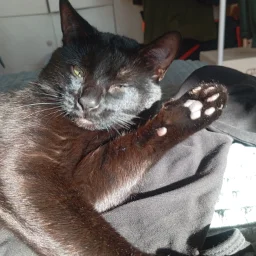 GreenEyedCat77