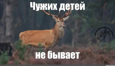 ����������� - ������ ����