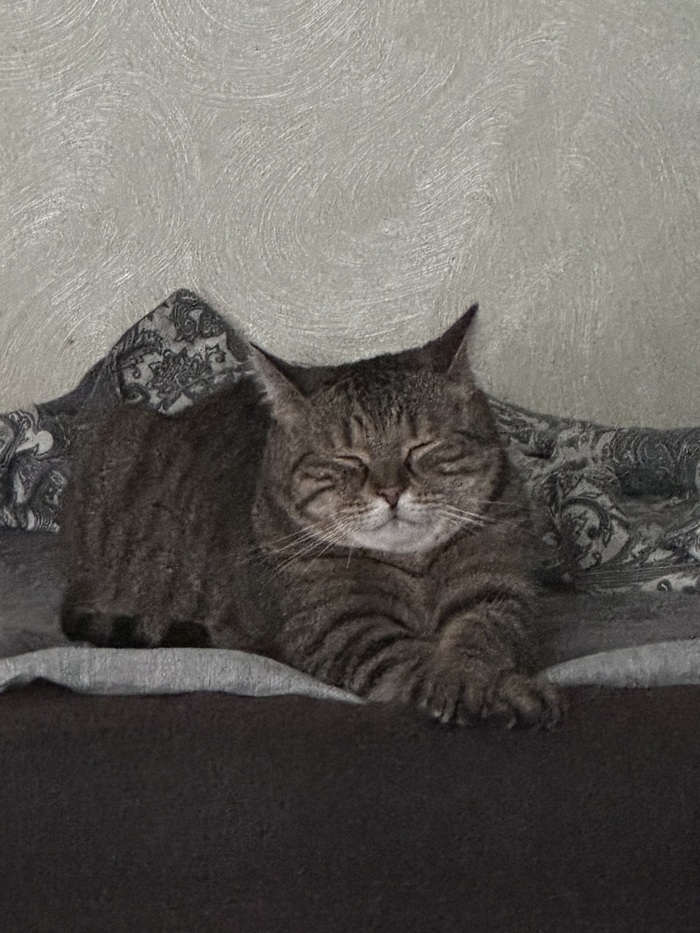 Зовут Коржик)