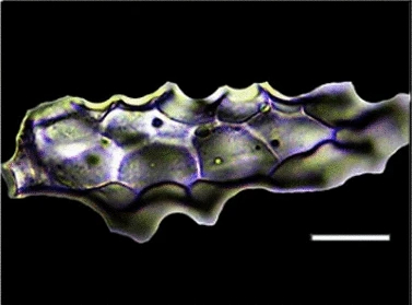 By Yong Ge, Houyuan Lu, Can Wang & Xing Gao - Extracted from this Commons file, CC BY-SA 4.0, <!--noindex--><a href="https://d.pikabu.ru/story/kosti_i_u_rasteniy_byivayut_ili_kamni_14007914?u=https%3A%2F%2Fcommons.wikimedia.org%2Fw%2Findex.php%3Fcurid%3D105443186&t=https%3A%2F%2Fcommons.wikimedia.org%2Fw%2Findex.php%3Fcurid%3D105443186&h=9d97011e3a704af6313105d1a1d4a95aa6e4de39" title="https://commons.wikimedia.org/w/index.php?curid=105443186" target="_blank" rel="nofollow noopener">https://commons.wikimedia.org/w/index.php?curid=105443186</a><!--/noindex-->