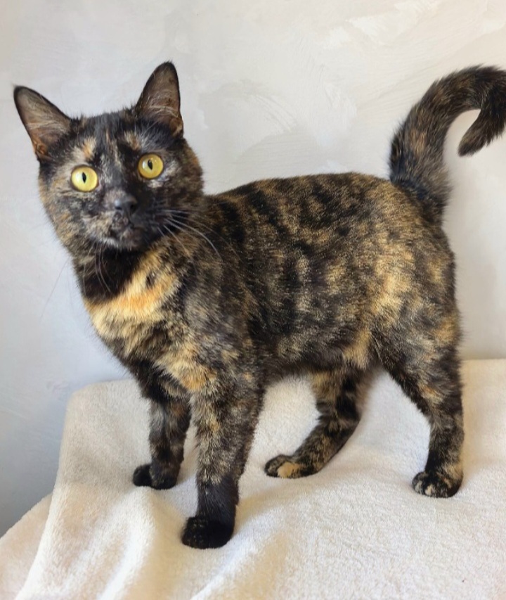 A kitten with huge amber eyes and a unique fur coat is looking for a home. She is located in the Lipetsk region. Delivery is available throughout Russia. - My, In good hands, Helping animals, cat, Lipetsk, Moscow, Tricolor cat, Saint Petersburg, Voronezh, Longpost, Video, Vertical video, Short videos