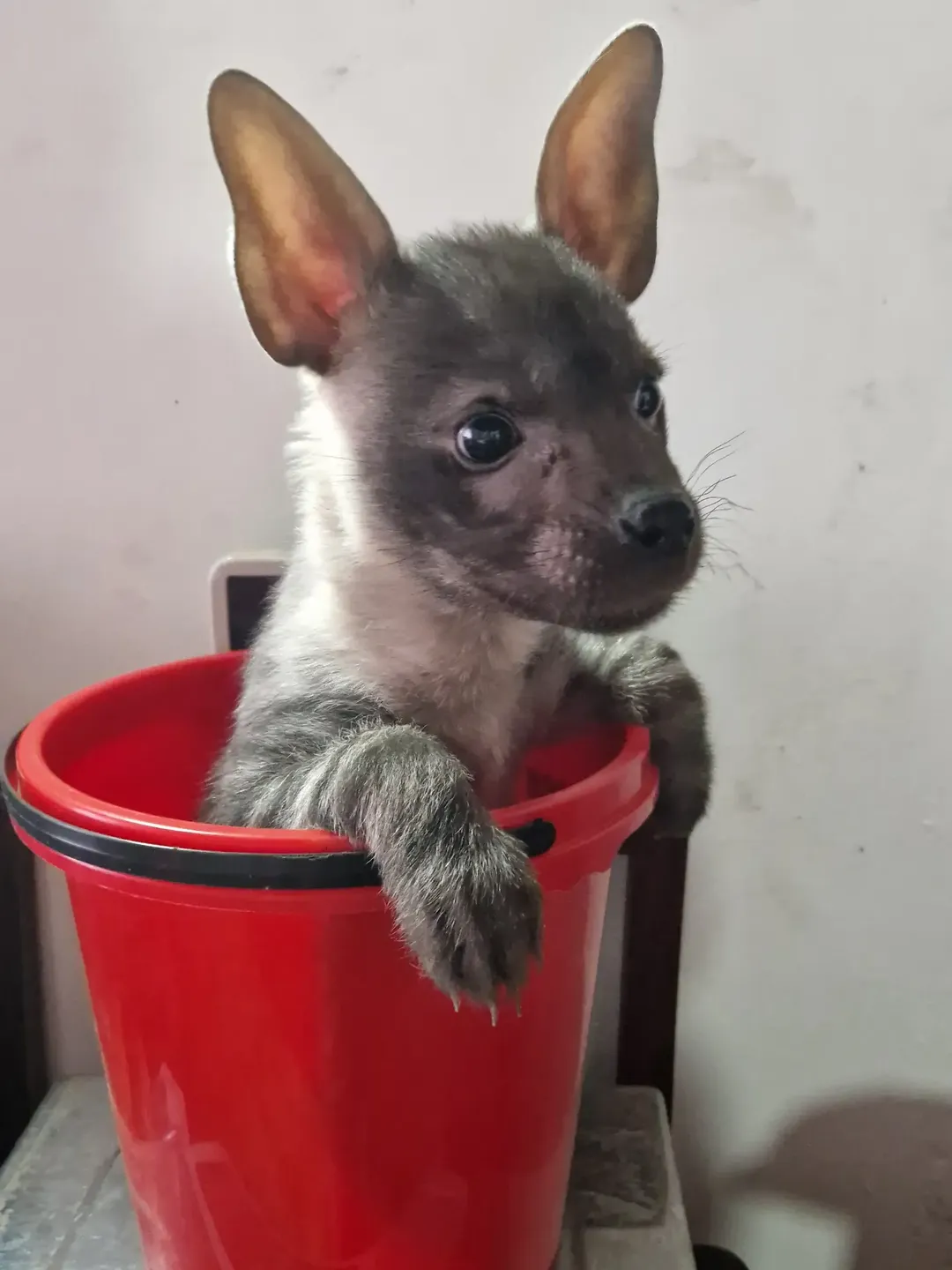 It wasn't thrown away, but weighed. - Young, Brown hyena, Hyena, Predatory animals, Wild animals, Bucket, Weighing, Africa, The photo