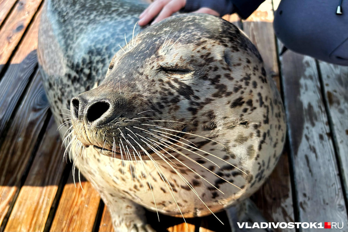 ��������: ����� ������ / <!--noindex--><a href="https://pikabu.ru/story/vsyo_kak_u_lyudey_istoriya_shesti_pyatnistyikh_larg_kotoryie_zhivut_lyubyat_i_uchatsya_v_primorskom_okeanariume_14014803?u=http%3A%2F%2FVLADIVOSTOK1.RU&t=VLADIVOSTOK1.RU&h=65ff03fe28c7228e4127e83457e6f4a14f0430f6" title="http://VLADIVOSTOK1.RU" target="_blank" rel="nofollow noopener">VLADIVOSTOK1.RU</a><!--/noindex-->