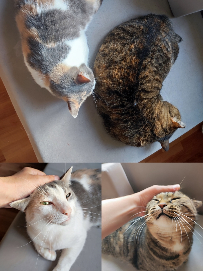� �������� ��� �������