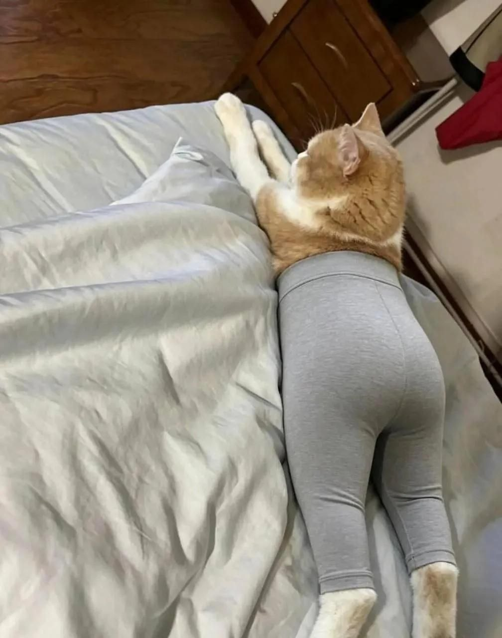 Just a cat in leggings, nothing out of the ordinary, keep scrolling. - Neural Network Content, Longpost, cat, Milota