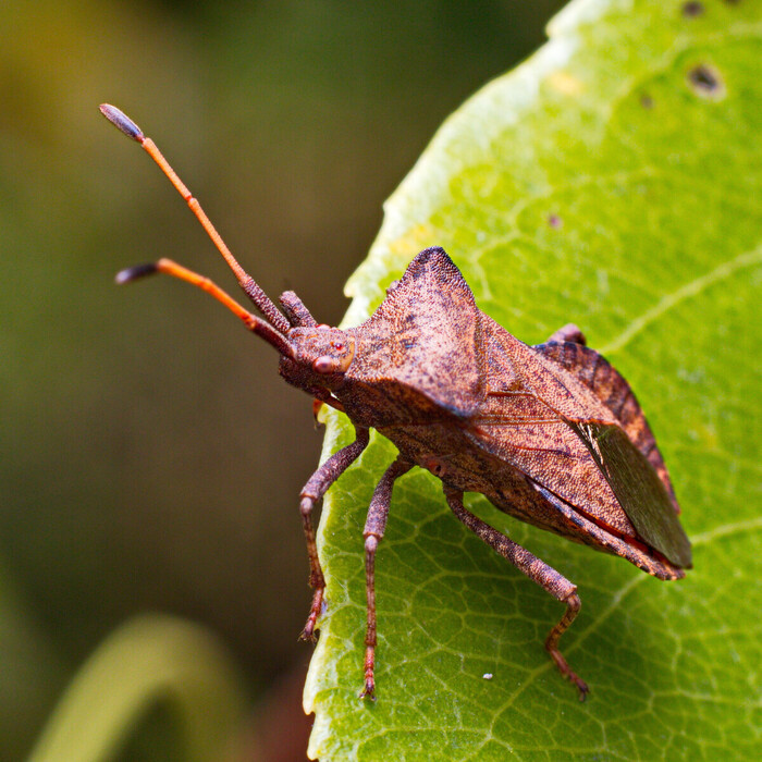 ������� ����������, ��� ������� ��������� (���. Coreus marginatus)