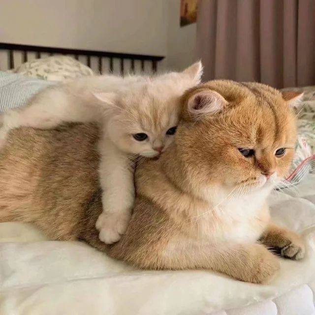 Мы?