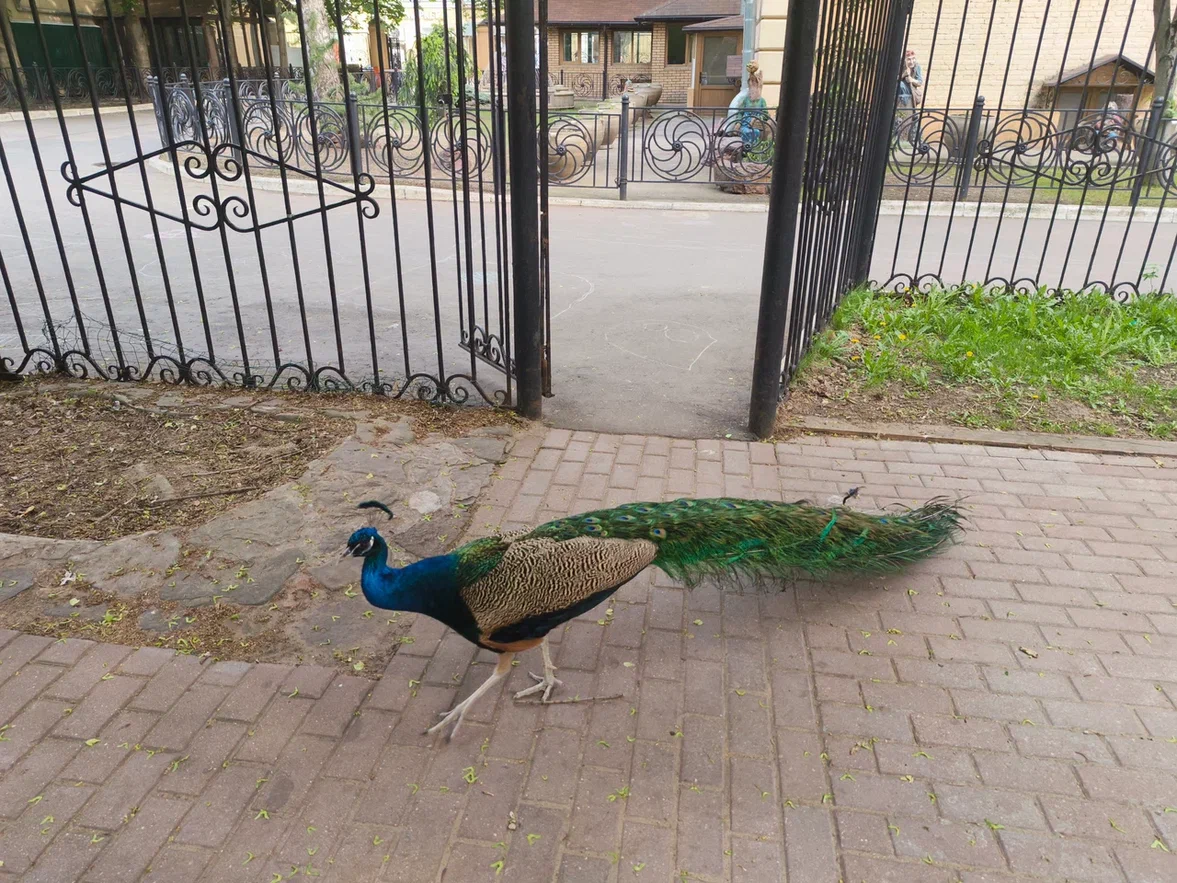 What I love about Moscow is that if you walk into a random courtyard, you can see anything, like peacocks. - My, Moscow, Courtyard, Peacock, Lefortovo, Longpost