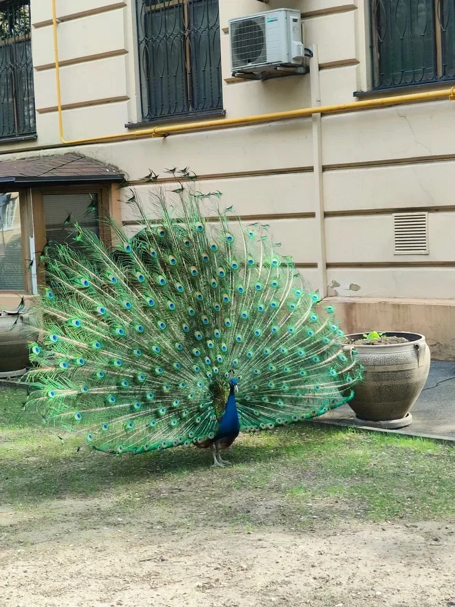 What I love about Moscow is that if you walk into a random courtyard, you can see anything, like peacocks. - My, Moscow, Courtyard, Peacock, Lefortovo, Longpost