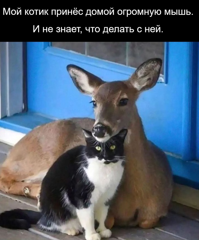 ���� ))