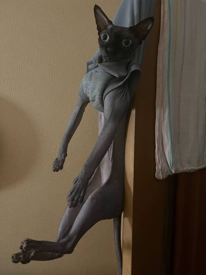 У меня кот повесился