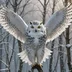 SnowyOwl.67
