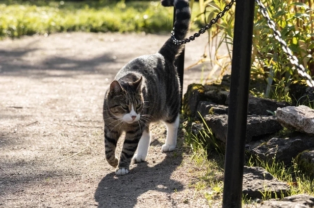 ����: <a href="https://pikabu.ru/story/myau_spetsialnogo_naznacheniya_kem_rabotayut_kotyi_v_peterburge_14044266?u=https%3A%2F%2Fbotsad-spb.com%2F&t=%D0%91%D0%BE%D1%82%D0%B0%D0%BD%D0%B8%D1%87%D0%B5%D1%81%D0%BA%D0%B8%D0%B9%20%D1%81%D0%B0%D0%B4%20%D0%9F%D0%B5%D1%82%D1%80%D0%B0%20%D0%92%D0%B5%D0%BB%D0%B8%D0%BA%D0%BE%D0%B3%D0%BE.&h=1565a5214f922d3fc5885a134588631d8d948a19" title="https://botsad-spb.com/" target="_blank" rel="nofollow noopener">������������ ��� ����� ��������.</a>