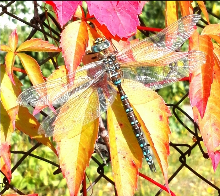 Стрекоза (Aeshnidae)