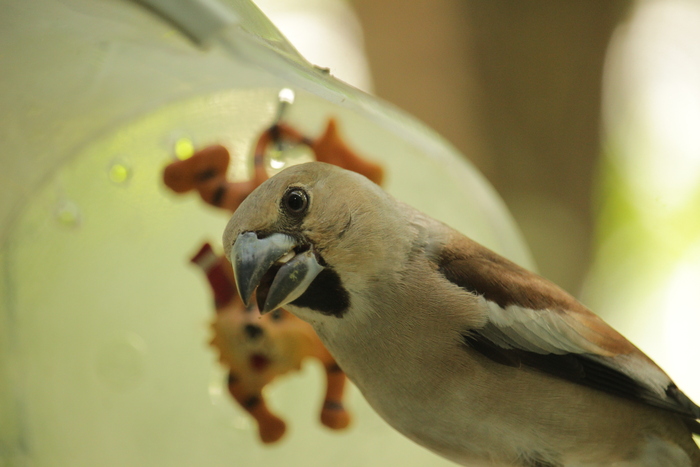 ������� ������������ (Coccothraustes coccothraustes). /��� ����/