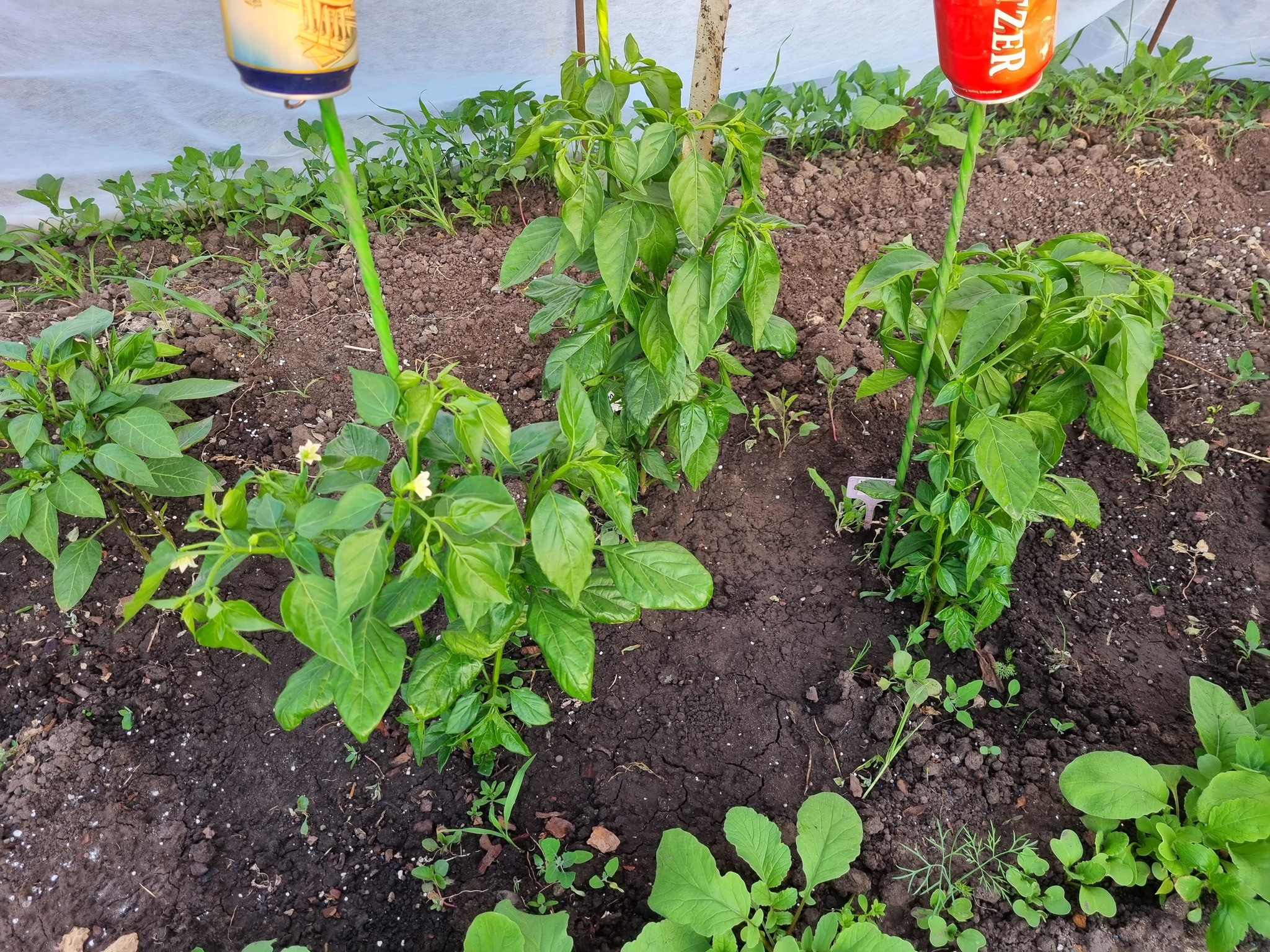 2026 hot season month 4 - My, Spicy, Hot peppers, Pepper, Seedling, Greenery, Grasshopper, Strawberry (plant), Longpost