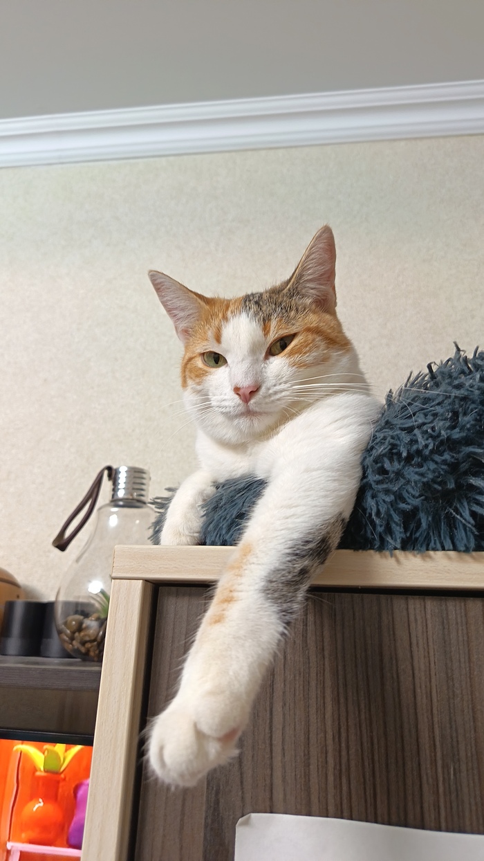 Все постят котов, тоже хочу...