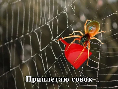 ���� ������-�� � �����, �������� � ������