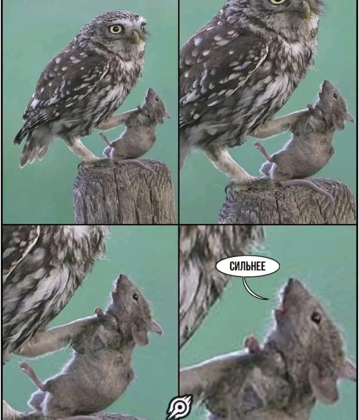 Когда ты мышка