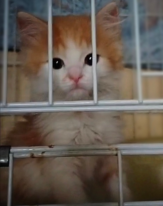 Котёнок девочка по имени Кэнди срочно ищет дом!