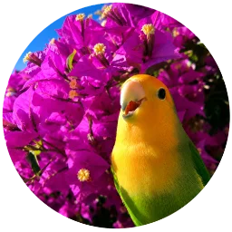 Ibhodi