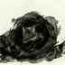 bslfox