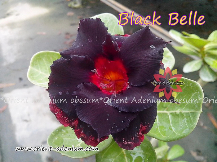 Black Belle