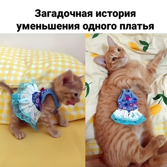 То ли платье после стирки село, то ли жопа выросла