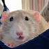 drppeper