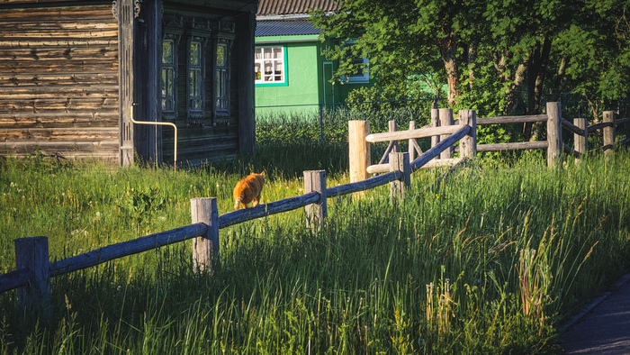 Котов показываю.