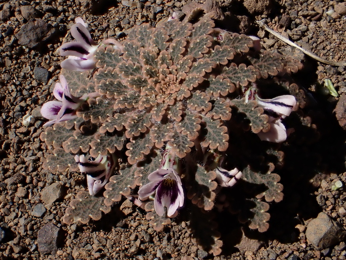 ������ ��������������� (Viola tectiflora). ���� <!--noindex--><a href="https://d.pikabu.ru/story/fialki_patagonii_14081938?u=http%3A%2F%2Finaturalist.org&t=inaturalist.org&h=36da29dc9fa38f53878b53b1ea8a2c5941d0e9cc" title="http://inaturalist.org" target="_blank" rel="nofollow noopener">inaturalist.org</a><!--/noindex-->