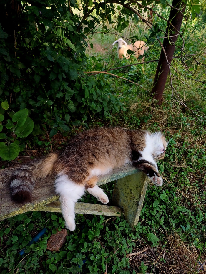 Коты работают и устают больше всех