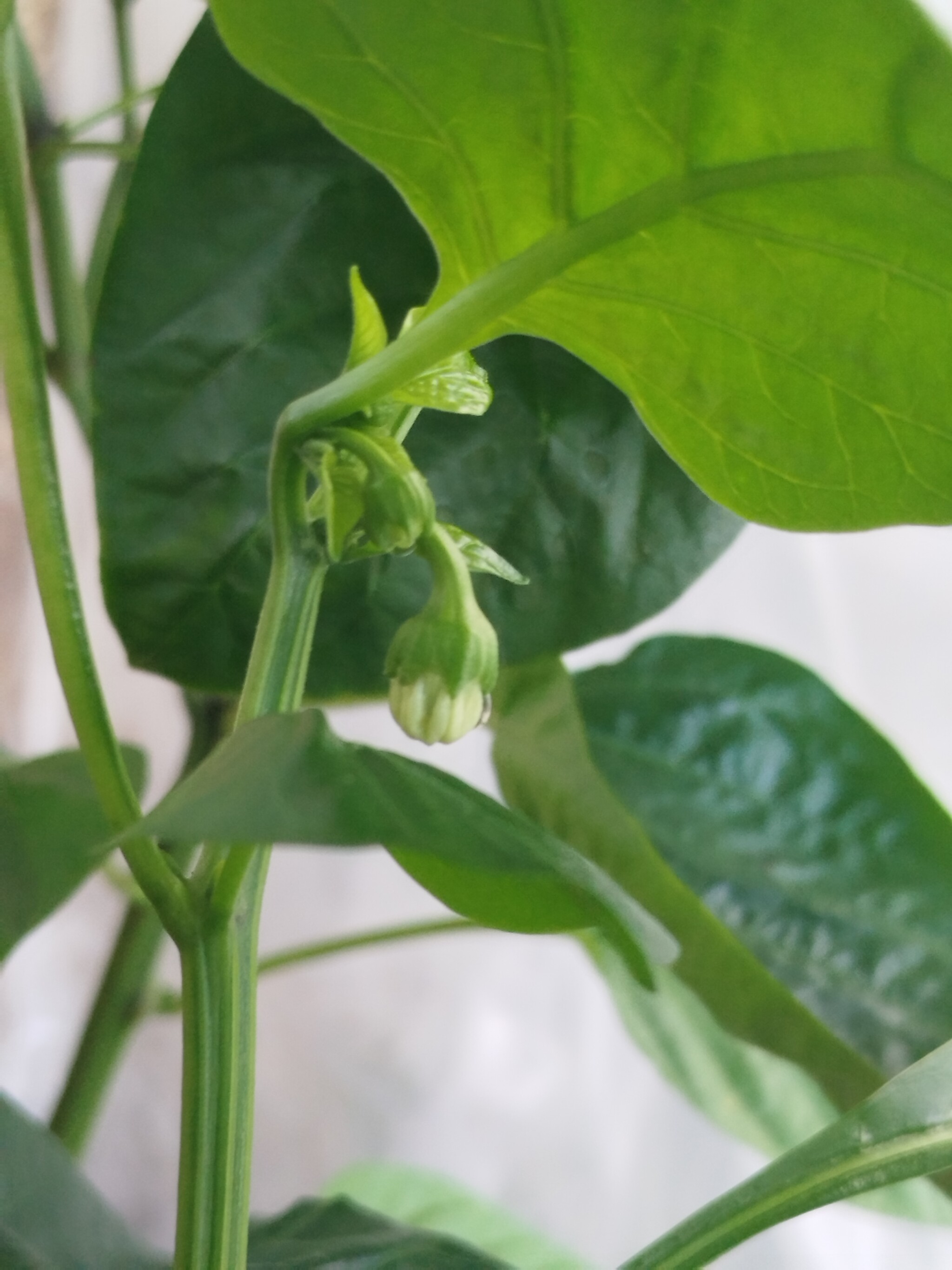 Please help me identify what kind of miracle is growing. - Hot peppers, Growing, Longpost