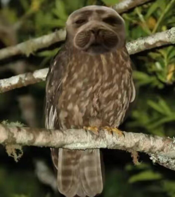 ���� 