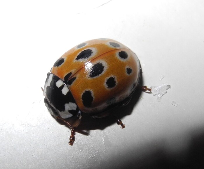 ������ ����� ������� ��������� (Anatis ocellata)