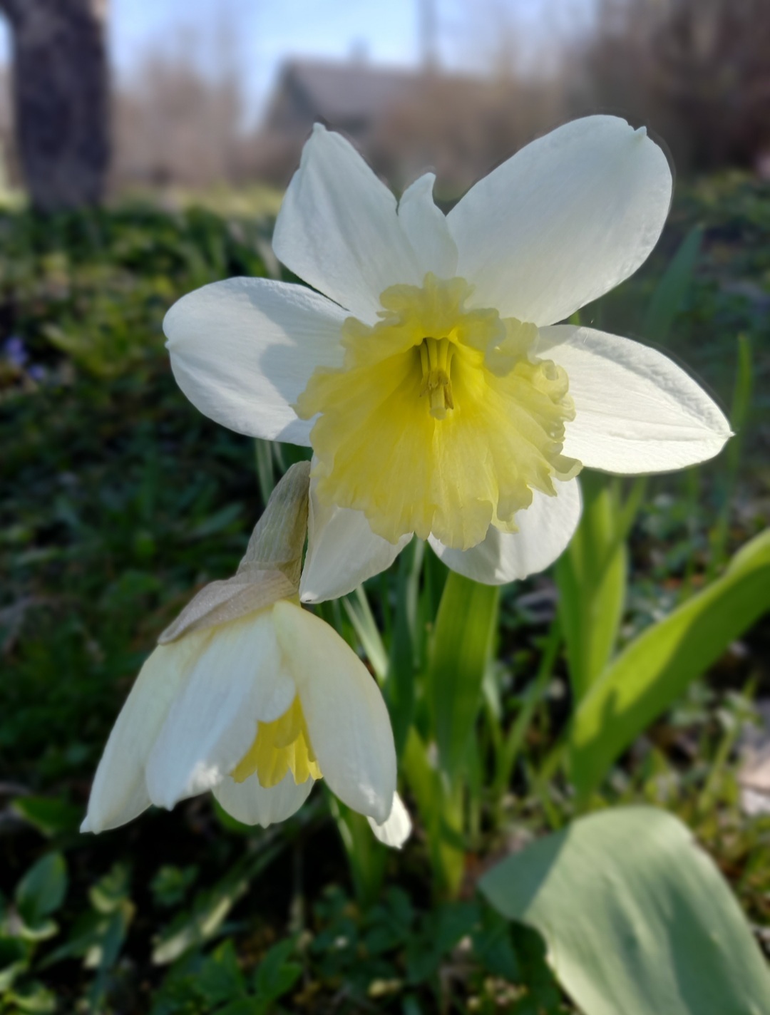 From White Relief to Bokeh: How My Narcissus Came to Life (The Process Inside) - My, Painting, Acrylic, Textures, Daffodils flowers, Creation, Creative people, Self-taught artist, Needlework with process, Painting, Author's painting, Spring, With your own hands, Longpost