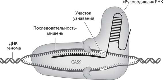 CRISPR-Cas9