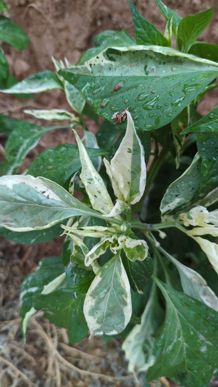 Some variable peppers - My, Garden, Harvest, Longpost