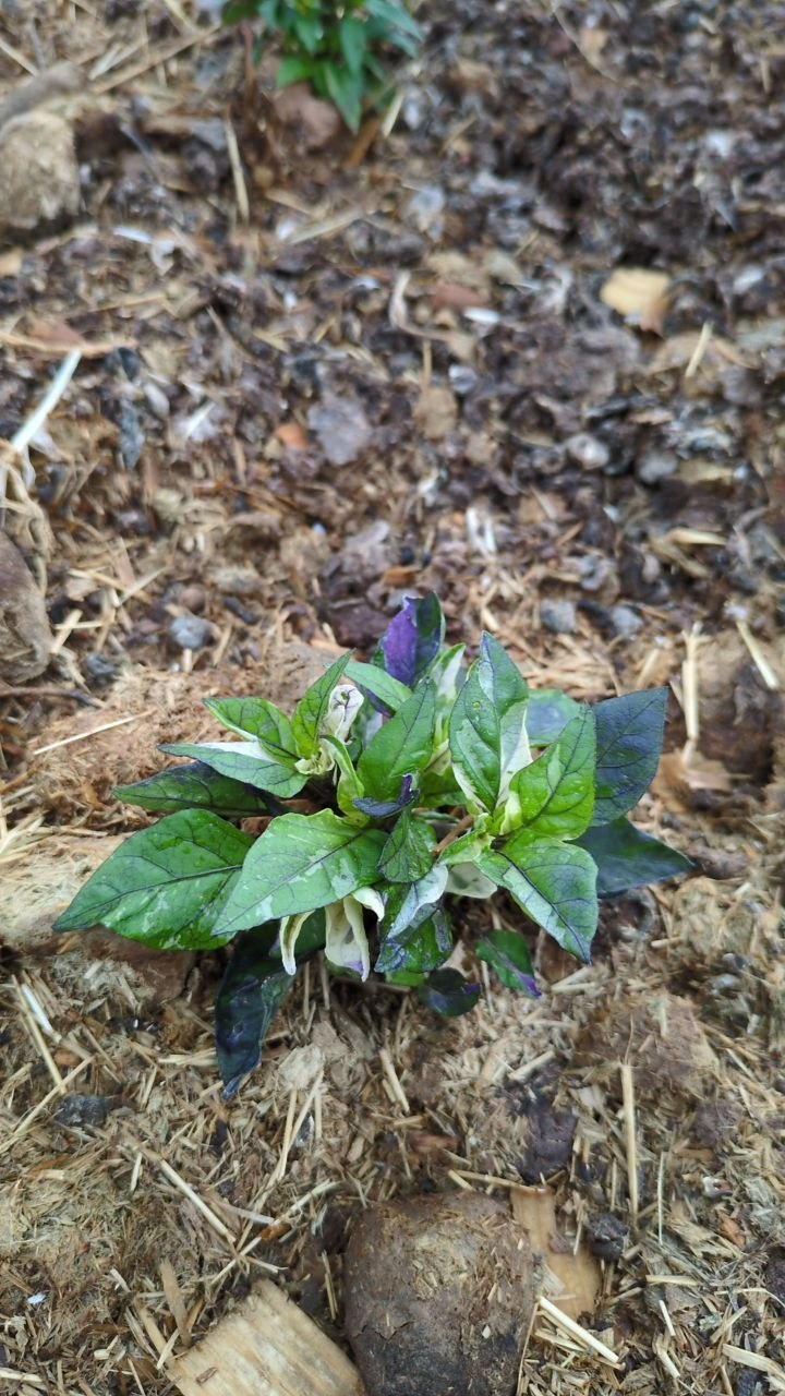 Some variable peppers - My, Garden, Harvest, Longpost