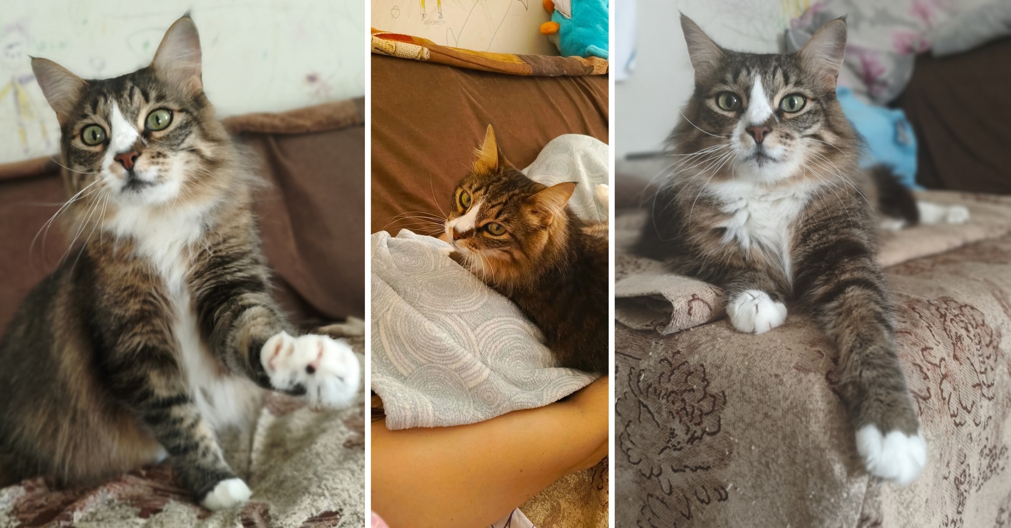 8 kittens have gone home in the last two weeks! - Series Found a home, My, Moscow, Good league, cat, In good hands, Murkosh shelter, Kittens, Paws, Cat lovers, Kindness, Pets, Short videos, Vertical video, Found a home, The photo, Helping animals, Events, Happiness, Miracle, I share my joy, Video, Longpost