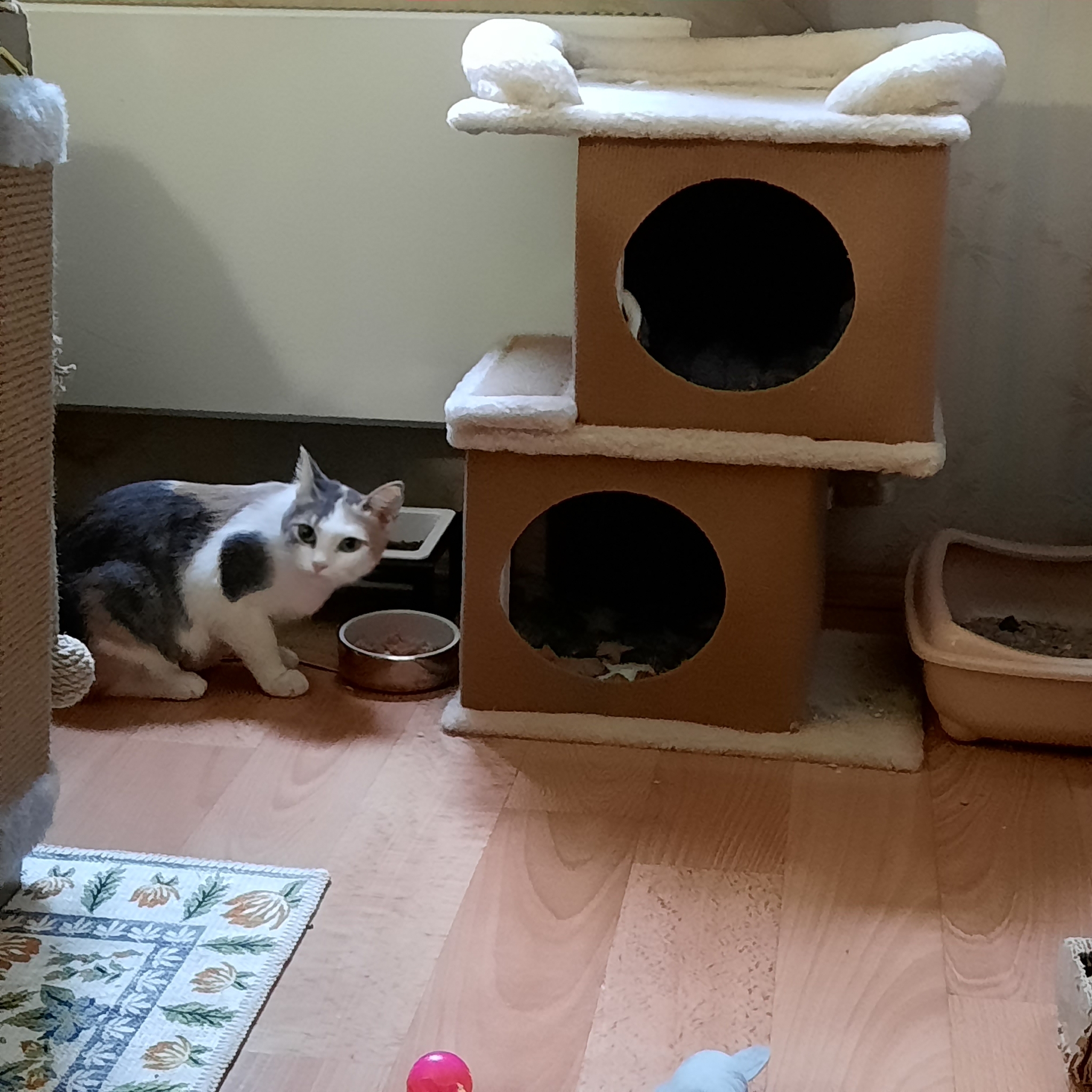 8 kittens have gone home in the last two weeks! - Series Found a home, My, Moscow, Good league, cat, In good hands, Murkosh shelter, Kittens, Paws, Cat lovers, Kindness, Pets, Short videos, Vertical video, Found a home, The photo, Helping animals, Events, Happiness, Miracle, I share my joy, Video, Longpost