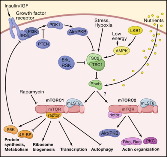<a href="https://pikabu.ru/story/pochemu_myi_umiraem_4_14102618?u=https%3A%2F%2Fwww.sciencedirect.com%2Fscience%2Farticle%2Fpii%2FS0092867406001085&t=%D0%A1%D0%B8%D0%B3%D0%BD%D0%B0%D0%BB%D1%8C%D0%BD%D0%B0%D1%8F%20%D1%86%D0%B5%D0%BF%D1%8C%20mTOR&h=b40bff16a99cd5543fd44d535ae1bcb2d7f16e7c" title="https://www.sciencedirect.com/science/article/pii/S0092867406001085" target="_blank" rel="nofollow noopener">���������� ���� mTOR</a>